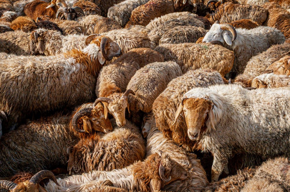 BOSH BOSH. LIVESTOCK MARKET, KASHGAR