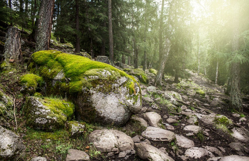 FOREST MAGIC. ALTAY PREFECTURE, KANAS LAKE, NORTH XINJIANG